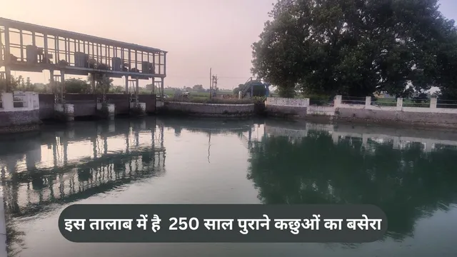 काजल हेड़ी: बिश्नोई समाज का प्रकृति प्रेम, तालाब में 250 साल पुराने कछुए, इंसानों संग खुले घूमते हैं हिरण और नीलगाय

